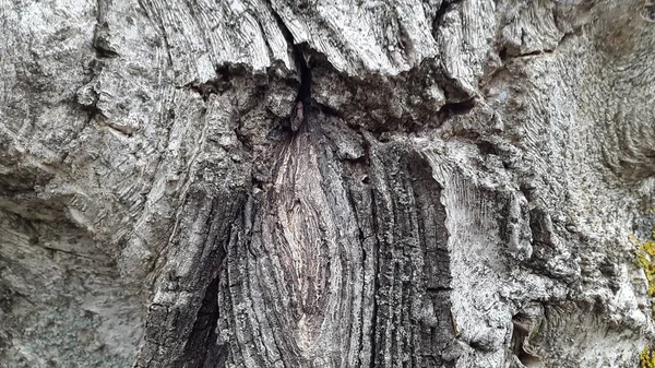 Kabuğu. Ceviz kabuğu. Ağaç kabuğu dokusu. Eski arka plan. Bac — Stok fotoğraf