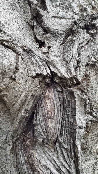 Bark. Walnut bark. Texture of tree bark. Vintage background. Bac — Stock Photo, Image