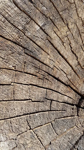 Surface boisée. Du bois. Couper le visage d'un arbre. Extrémité d'un bois scié — Photo