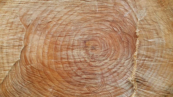 Ahşap. Bir ağacın yüzü kesilmiş. Woody yüzeyi. Bir testere ahşap popo sonu