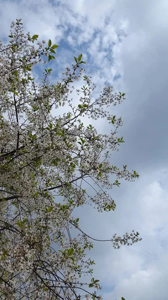 Árvores Fundo de primavera. Ramos de árvores florescentes. Cartão postal. Natu... — Fotografia de Stock