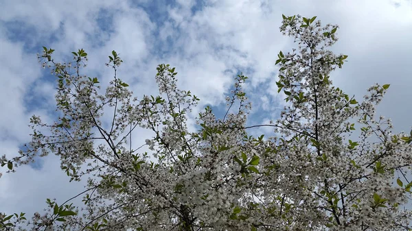 Árvores Fundo de primavera. Ramos de árvores florescentes. Cartão postal. Natu... — Fotografia de Stock