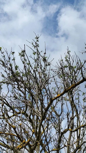 Árvores Fundo de primavera. Ramos de árvores florescentes. Cartão postal. Natu... — Fotografia de Stock