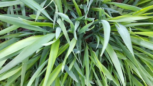 Grass. Green grass. Green grass background. Creative background.