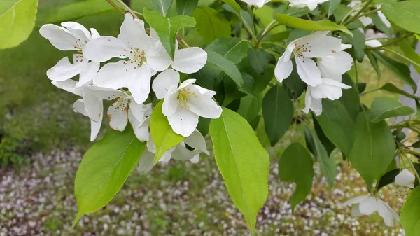 Des cerises. Cerise douce en fleurs. Fleurs de cerisier Arrière plan p — Photo