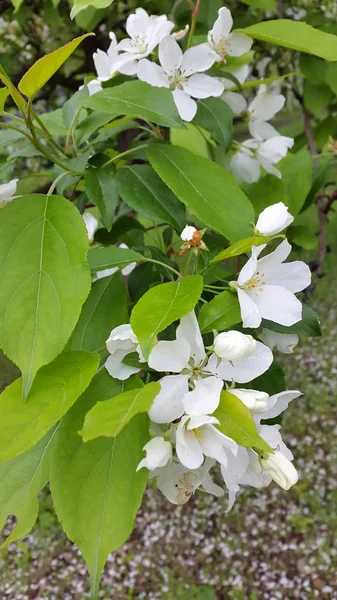 Cerezas. Cereza dulce floreciente. Flores de cerezo Fondo para p — Foto de Stock