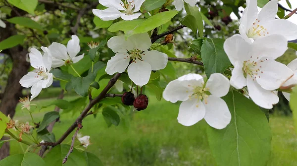 Des cerises. Cerise douce en fleurs. Fleurs de cerisier Arrière plan p — Photo