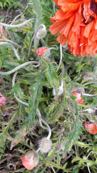 波比波比花。盛开的罂粟植物的背景。明信片 — 图库照片