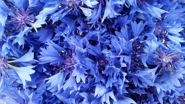 Cornflowers. Blooming cornflowers. Bouquet of cornflowers on a g — Stock Photo, Image