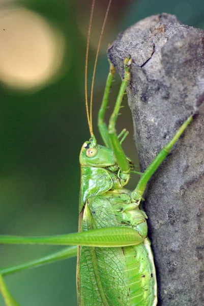 Locust. Grön gräshoppor. Vuxna gräshoppor närbild — Stockfoto