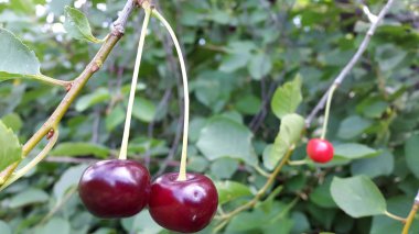 Kiraz. Olgun kiraz meyveleri. Bir ağaçüzerinde olgun kiraz