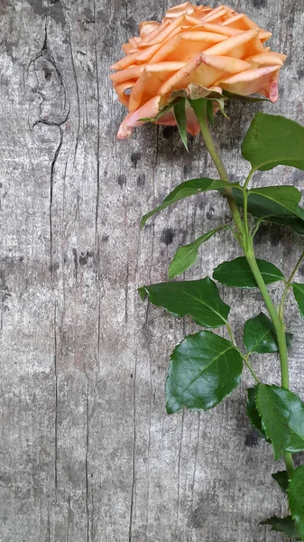 Rose Blommor Rosor Med Blad Träets Yta Bakgrunden För Kort — Stockfoto