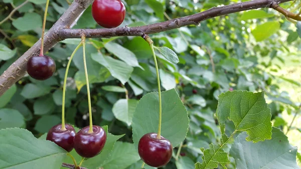 Körsbär Mogna Körsbärs Frukter Mogna Körsbär Ett Träd — Stockfoto