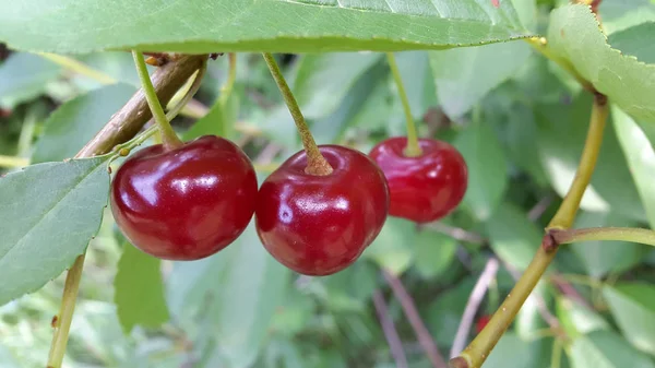 Cherries. Ripe cherry fruits. Ripe cherries on a tree