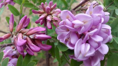 Bahçedeki pembe çiçekler