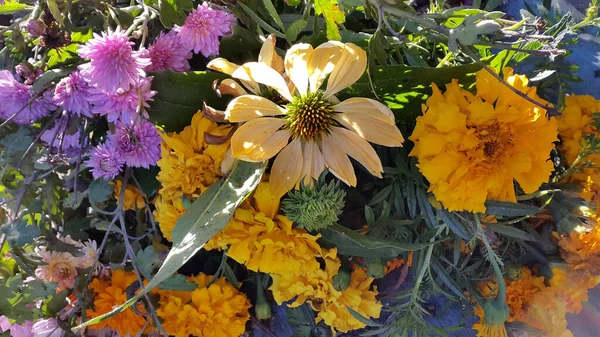 Flowers Garden — Stock Photo, Image