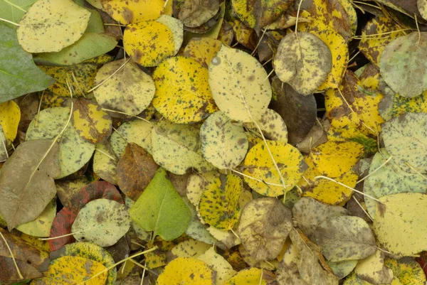 地面に黄色の葉が — ストック写真