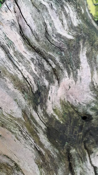 Ancienne Texture Bois Avec Motif Naturel — Photo