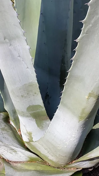 Planta Aloe Vera Jardín —  Fotos de Stock