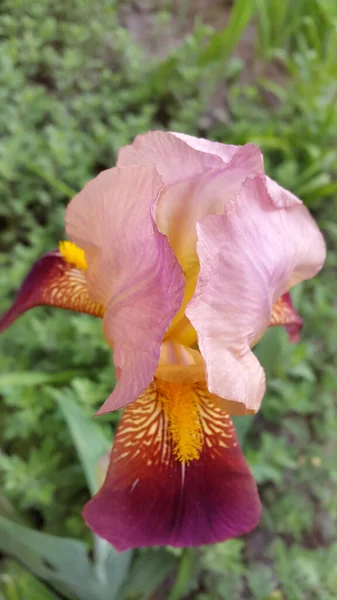 Irisblume Garten — Stockfoto
