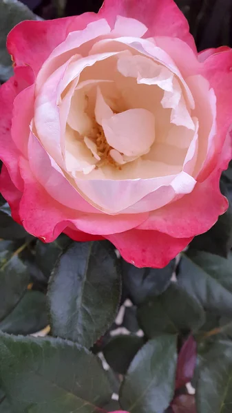 Rosa Ros Trädgården — Stockfoto