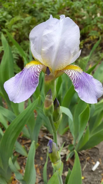 Irisblüten Garten — Stockfoto