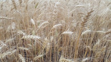 Spikeletler. Buğday kulakları. Olgun buğday tarlası