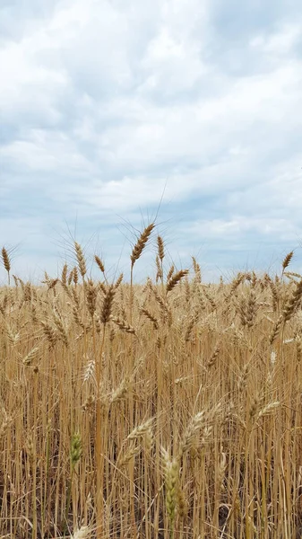 Spikelets. Ears of wheat. Ears of wheat against the sky. Wheat against the sky