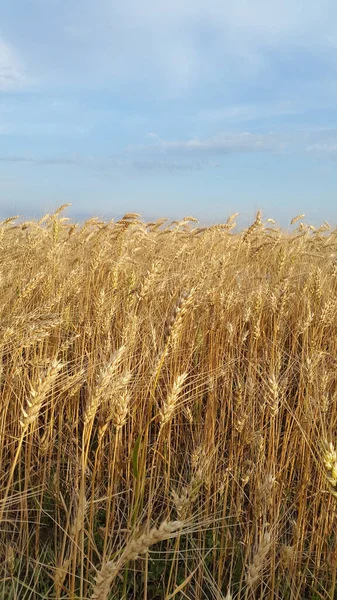 Spikelets. Ears of wheat. Ears of wheat against the sky