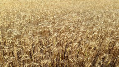 Spikeletler. Buğday kulakları. Olgun buğday tarlası
