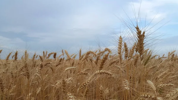 Spikelets. Ears of wheat. Ears of wheat against the sky