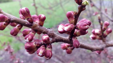 Kayısı. Kayısı tomurcukları. Kayısı tomurcukları