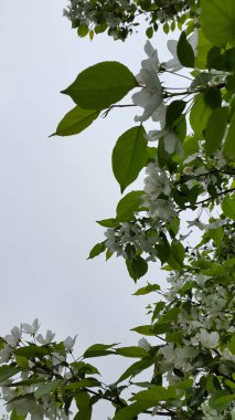 Kirazlar. Çiçek açan tatlı kiraz. p için kiraz çiçekleri arkaplanı