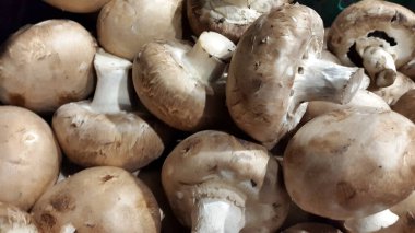 Kraliyet şampiyonları. Şampiyonlar grubu. Taze çayın arka planı