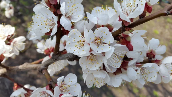 Abricot Abricot Fleurs Fleurs Abricots Contexte Voiture — Photo