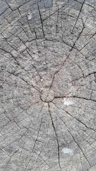 Superficie Legnosa Legno Taglio Faccia Albero Estremità Culo Una Legna — Foto Stock