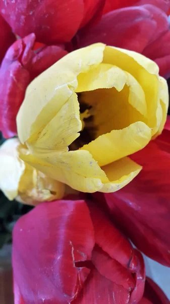 Röda Tulpaner Blommande Röd Tulpan Grå Bakgrund — Stockfoto