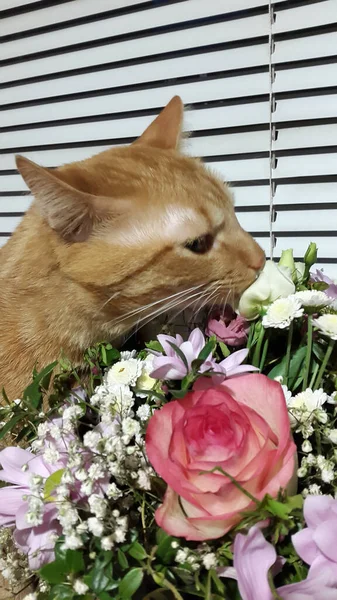 Card Cat Flowers Valentine Card — Stock Photo, Image