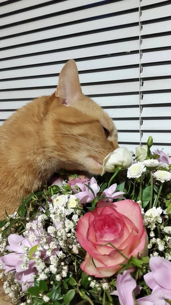 Tarjeta Con Gato Flores Tarjeta San Valentín — Foto de Stock