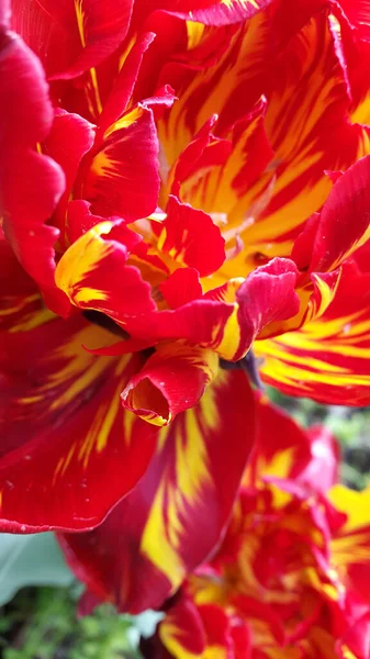 Red tulips. Blooming red tulip on a gray background