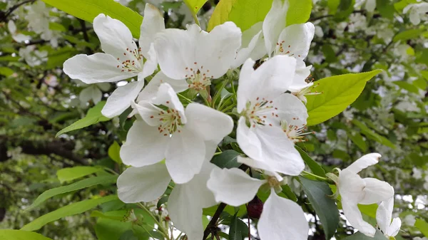 Des Cerises Cerise Douce Fleurs Fleurs Cerisier Arrière Plan — Photo