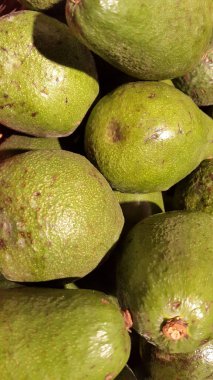 Avokado. Taze yeşil avokadolar. Avokado meyveleri