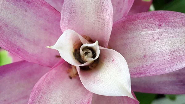 Växter Växter Utan Blommor Blommig Bakgrund Bakgrund Till — Stockfoto