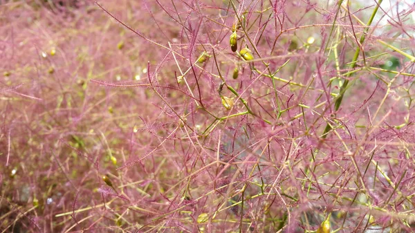 Plants Plants Flowers Floral Background Background — Stock Photo, Image