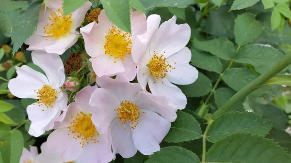 Fiori Piante Fiore Sfondo Floreale Contesto Pos — Foto Stock