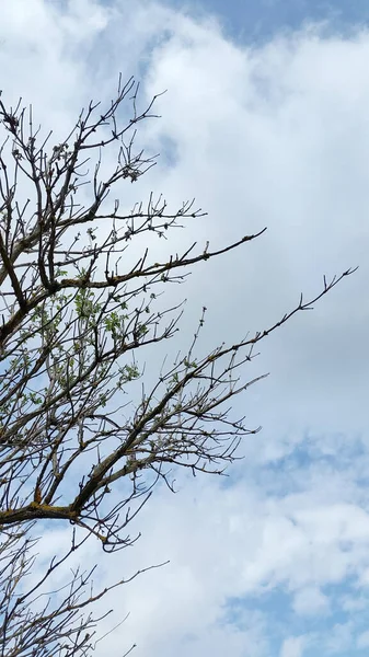 Árvores Fundo Primavera Ramos Árvores Florescentes Cartão Postal Natu — Fotografia de Stock