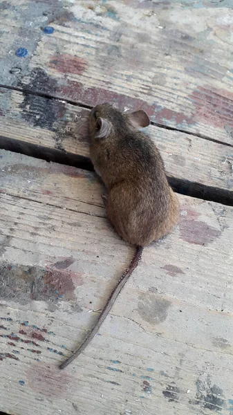 Hausmaus Mus Musculus Maus Auf Holzboden — Stockfoto