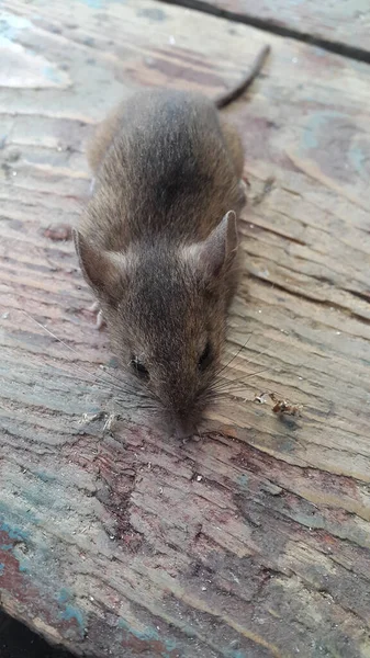 Домашняя Мышь Mus Musculus Мышь Деревянном Полу — стоковое фото