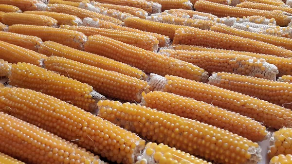 Кукурудза Красива Жовта Кукурудза Природна Органічна Концепція Кукурудзяний Урожай — стокове фото
