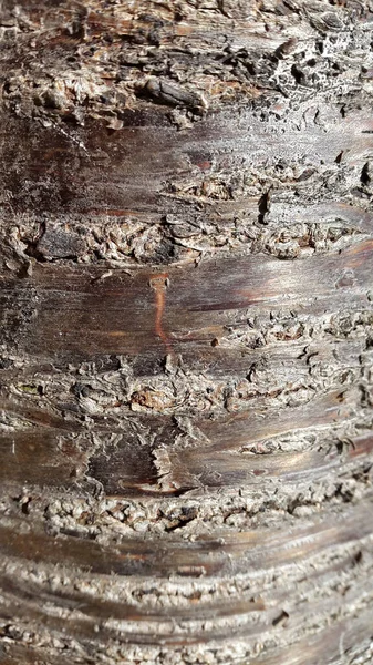 Kiraz Kabuğu Kiraz Kabuğu Dokusu Eski Arkaplan — Stok fotoğraf